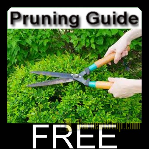 Pruning Ornamental Shrubs Guide